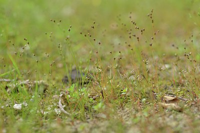 BUITEN BEELD Foto: 239475