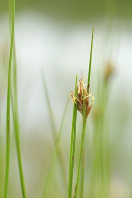 BUITEN BEELD Foto: 239493