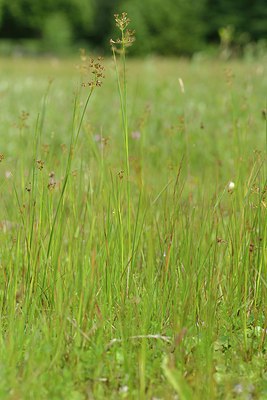 BUITEN BEELD Foto: 239496