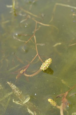 BUITEN BEELD Foto: 239513