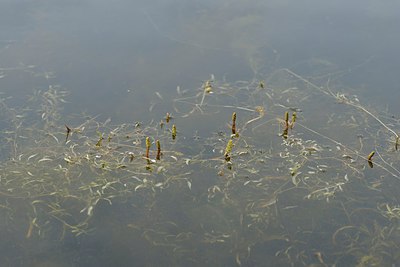 BUITEN BEELD Foto: 239514