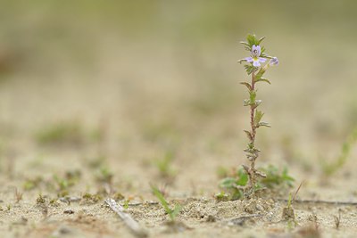 BUITEN BEELD Foto: 239519