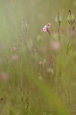 BUITEN BEELD Foto: 239534