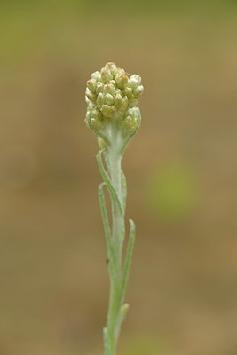 BUITEN BEELD Foto: 239560