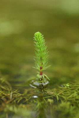 BUITEN BEELD Foto: 239572