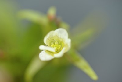 BUITEN BEELD Foto: 239580