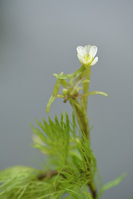 BUITEN BEELD Foto: 239583