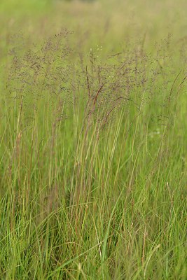 BUITEN BEELD Foto: 239601