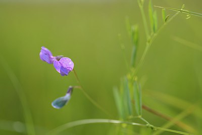 BUITEN BEELD Foto: 239611