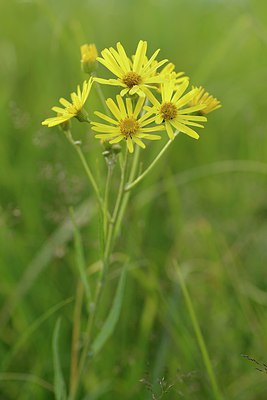 BUITEN BEELD Foto: 239612