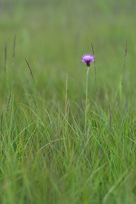 BUITEN BEELD Foto: 239622