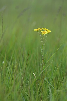 BUITEN BEELD Foto: 239624