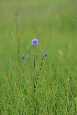 BUITEN BEELD Foto: 239625