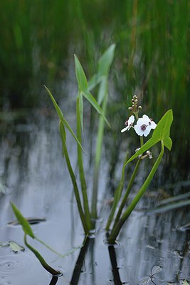 BUITEN BEELD Foto: 239633
