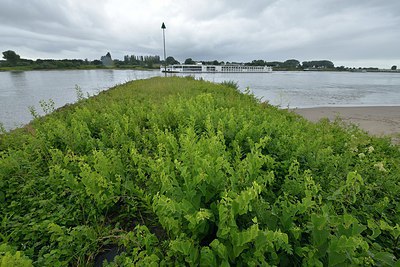 BUITEN BEELD Foto: 239640