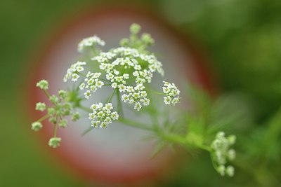 BUITEN BEELD Foto: 239649