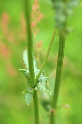 BUITEN BEELD Foto: 239655
