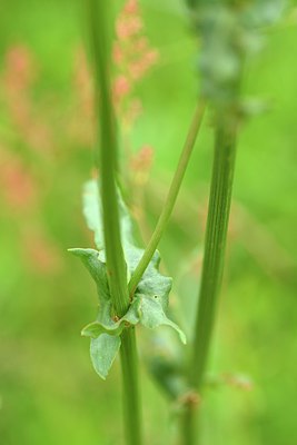 BUITEN BEELD Foto: 239655