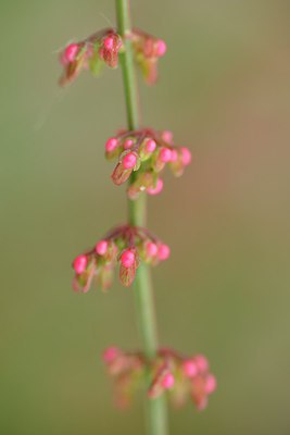 BUITEN BEELD Foto: 239660
