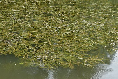 BUITEN BEELD Foto: 239696