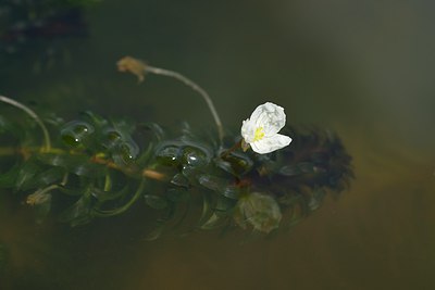 BUITEN BEELD Foto: 239718