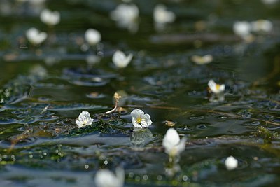 BUITEN BEELD Foto: 239728