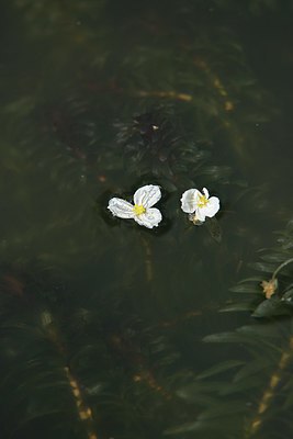 BUITEN BEELD Foto: 239738