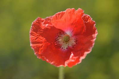 BUITEN BEELD Foto: 239759