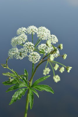 BUITEN BEELD Foto: 239838