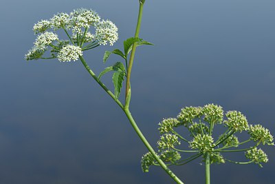 BUITEN BEELD Foto: 239842
