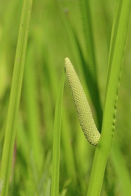 BUITEN BEELD Foto: 239844