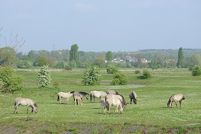 BUITEN BEELD Foto: 239877