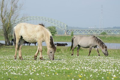 BUITEN BEELD Foto: 239880