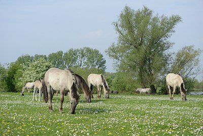 BUITEN BEELD Foto: 239897