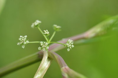 BUITEN BEELD Foto: 239898
