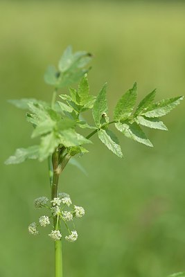 BUITEN BEELD Foto: 239900