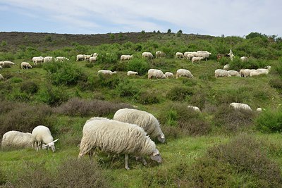 BUITEN BEELD Foto: 239901