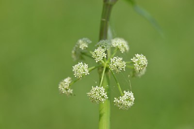 BUITEN BEELD Foto: 239902