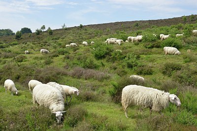 BUITEN BEELD Foto: 239903