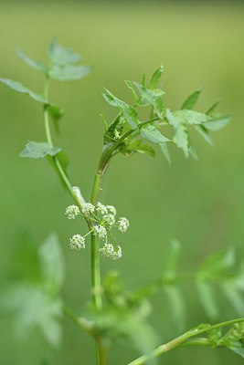 BUITEN BEELD Foto: 239904