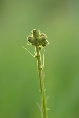 BUITEN BEELD Foto: 239938