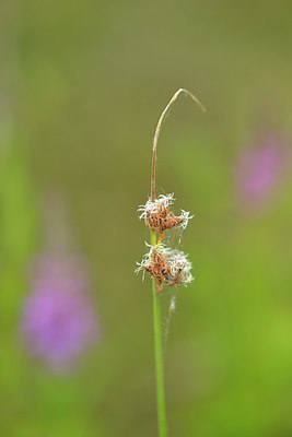 BUITEN BEELD Foto: 239945