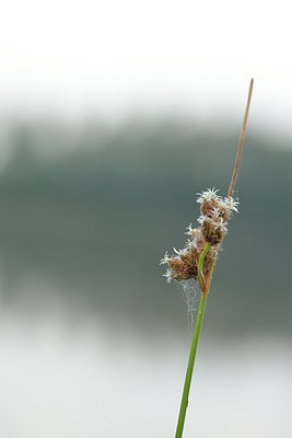 BUITEN BEELD Foto: 239950