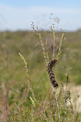 BUITEN BEELD Foto: 239951