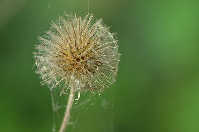 BUITEN BEELD Foto: 239960