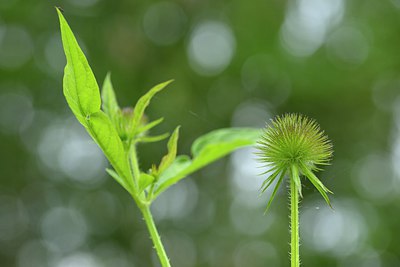 BUITEN BEELD Foto: 239963