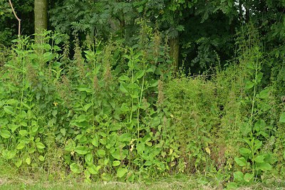 BUITEN BEELD Foto: 239964