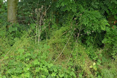 BUITEN BEELD Foto: 239965