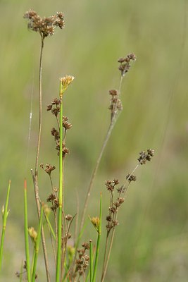 BUITEN BEELD Foto: 239979