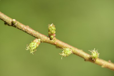 BUITEN BEELD Foto: 239994